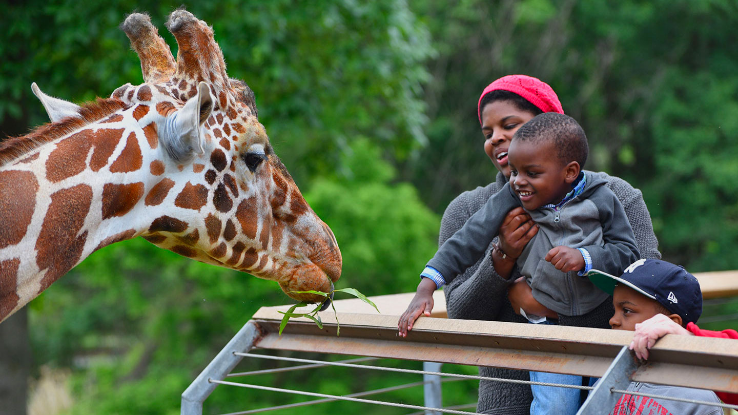 Giraffe at Maryland Zoo