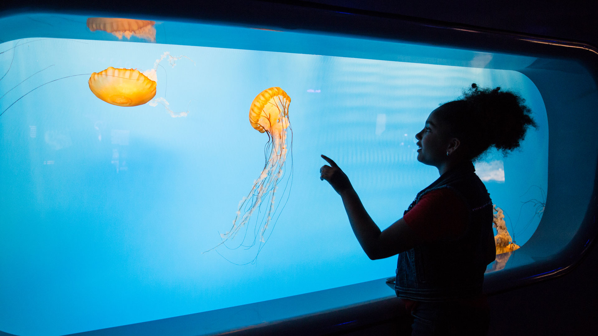 Young girl in front of aquarium tank, pointing at orange jellyfish.