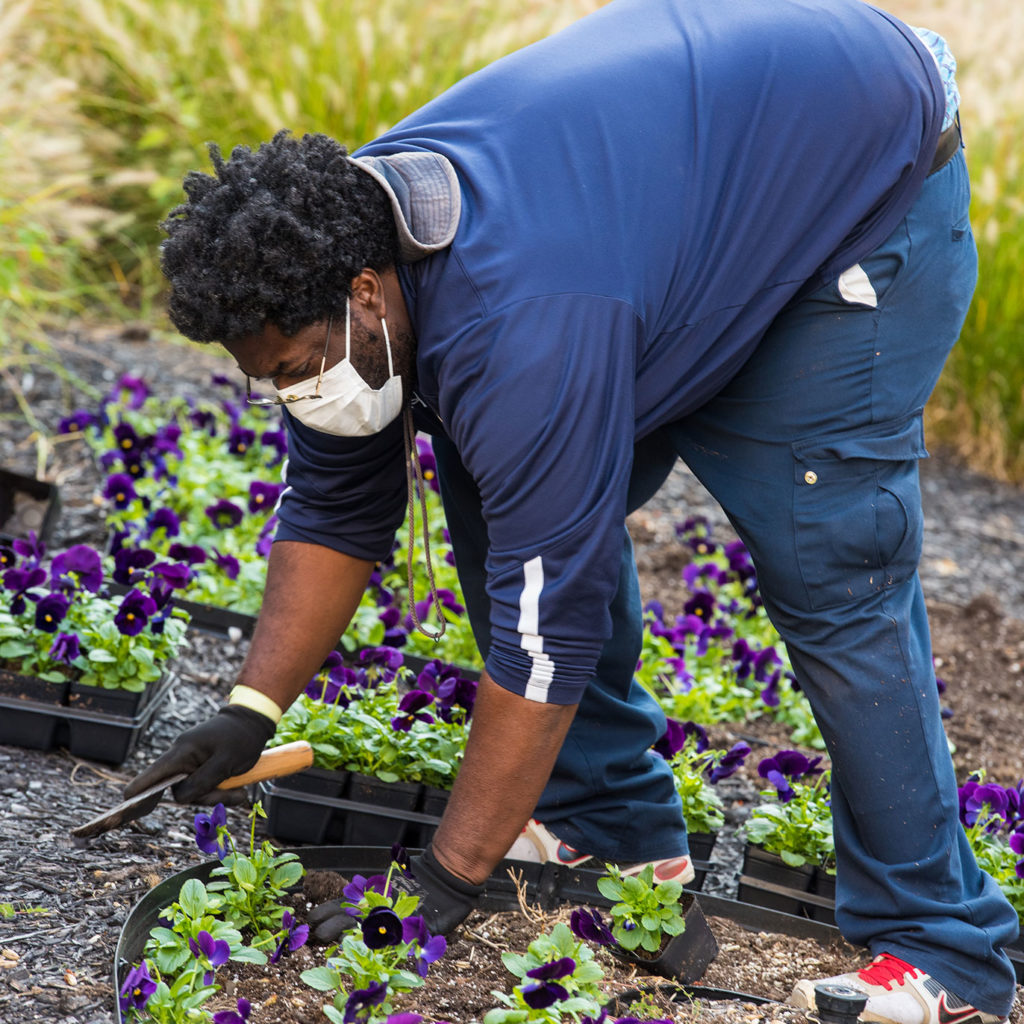 Black man planting flowers in public green space.